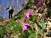 14 Nel bosco fiori di Silene 